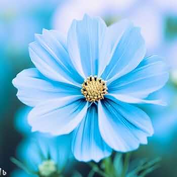 Blue Cosmos Flower Seeds for Planting for planting in home garden